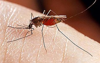 Μέτρα ατομικής προστασίας από τα κουνούπια