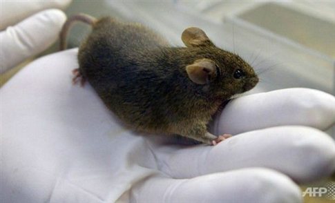 Επιστήμονες εμφύτευσαν ψευδείς αναμνήσεις σε ποντίκια